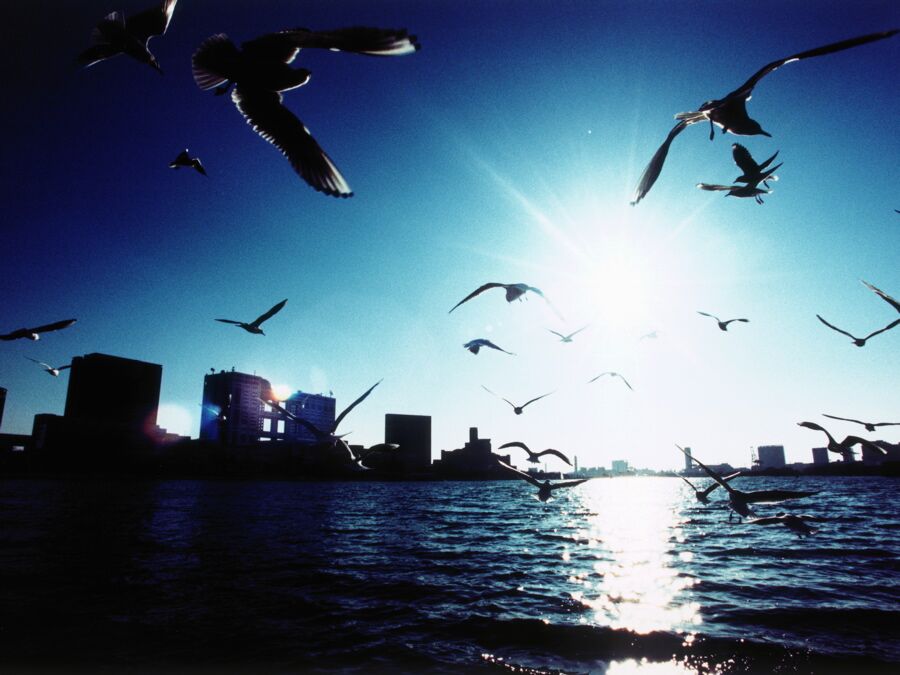 Gulls against the sun, Tokyo Bay