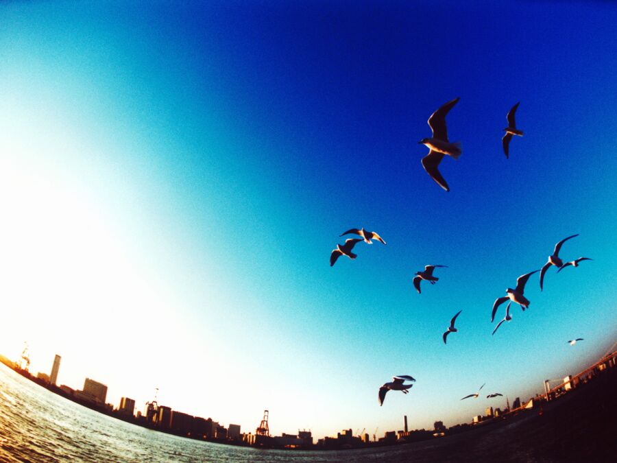 Gulls over the curved horizon, Tokyo Bay