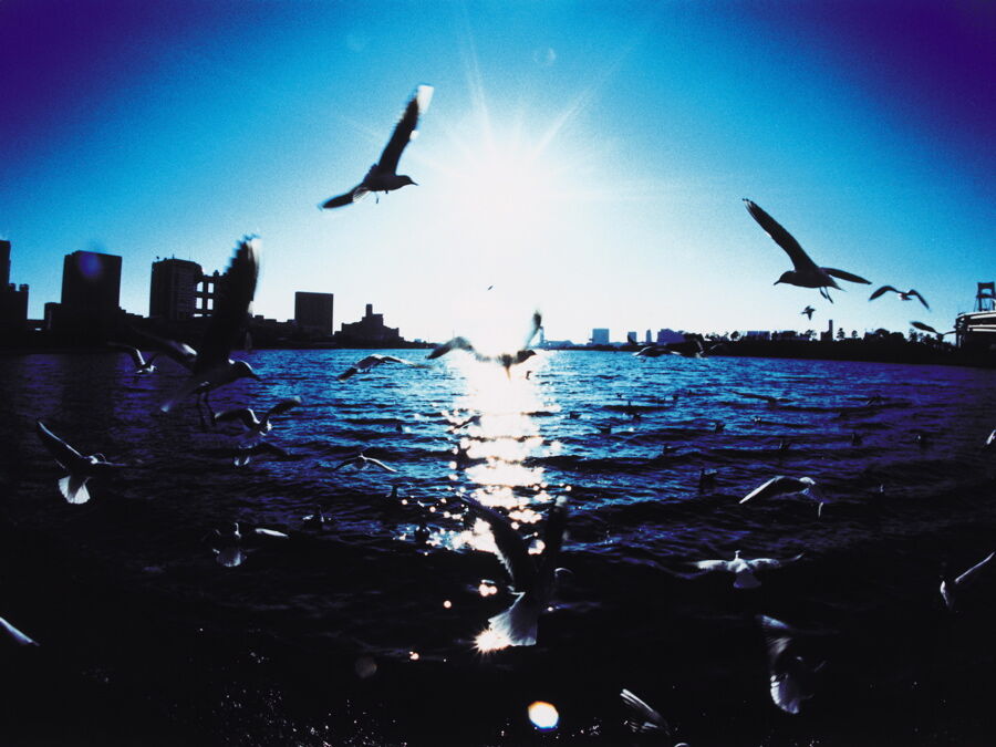 Seagulls against the sun, Tokyo Bay